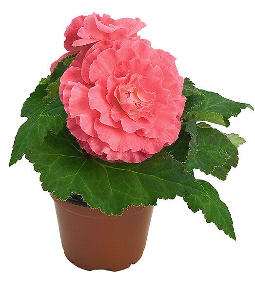 Begonia tuberhybrida Swing Pink Shades