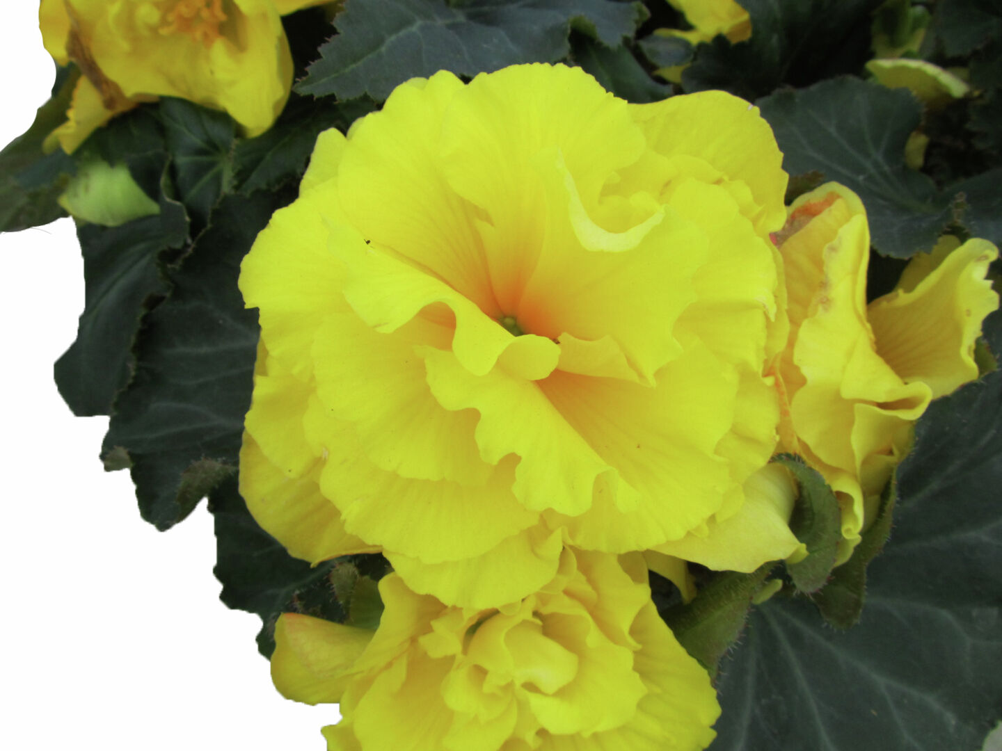 Begonia tuberhybrida Nonstop Yellow with Red Back
