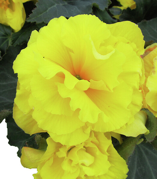 Begonia tuberhybrida Nonstop Yellow with Red Back