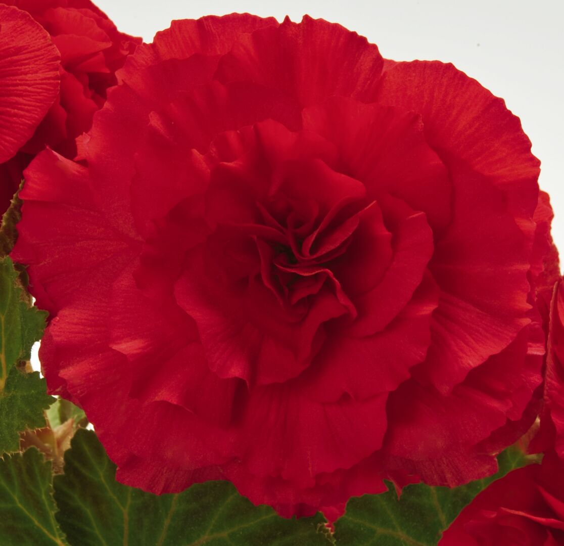 Begonia tuberhybrida Nonstop Red