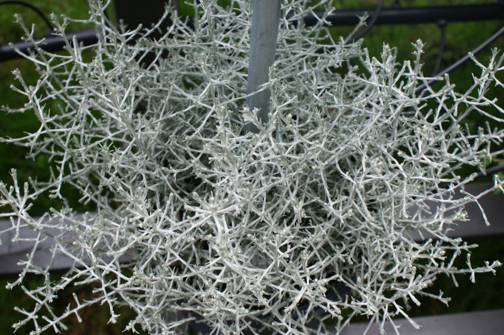 Calocephalus brownii Selectie 2020®