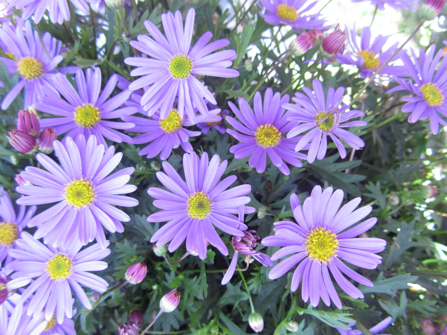 Brachyscome x  Multifida Brasco™ Violet