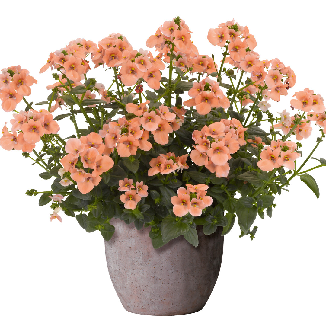 Diascia Barberae Elfjes® XXL Salmon