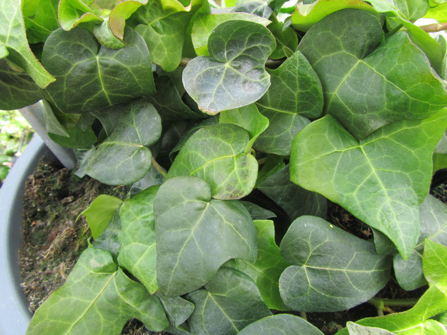 Hedera helix Mein Herz