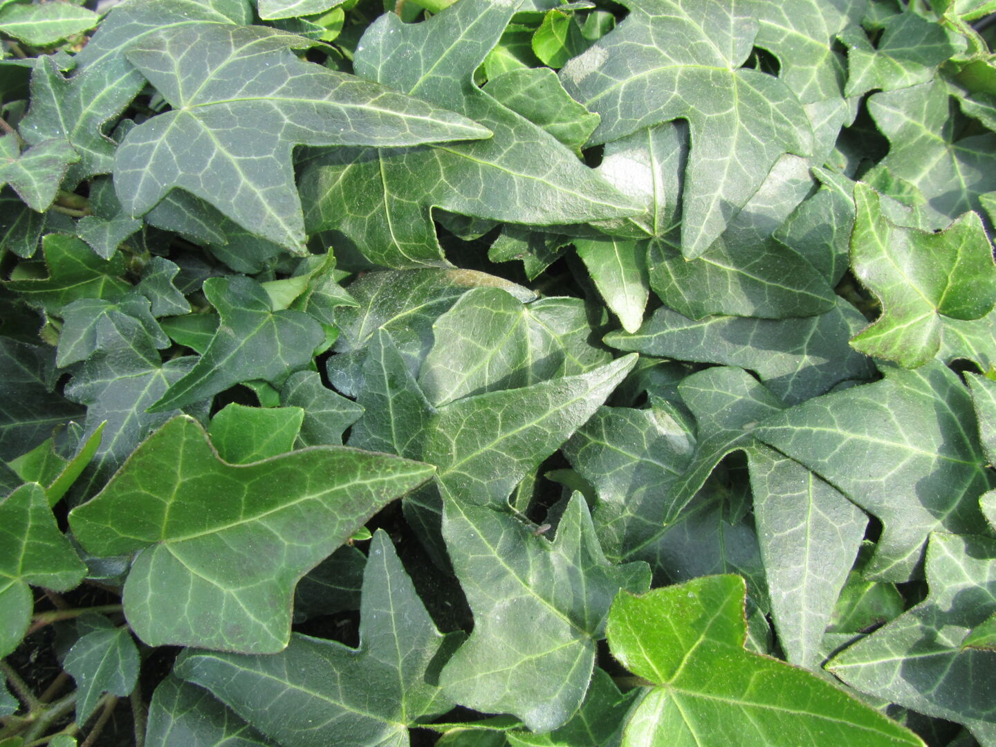Hedera helix Pittsburgh
