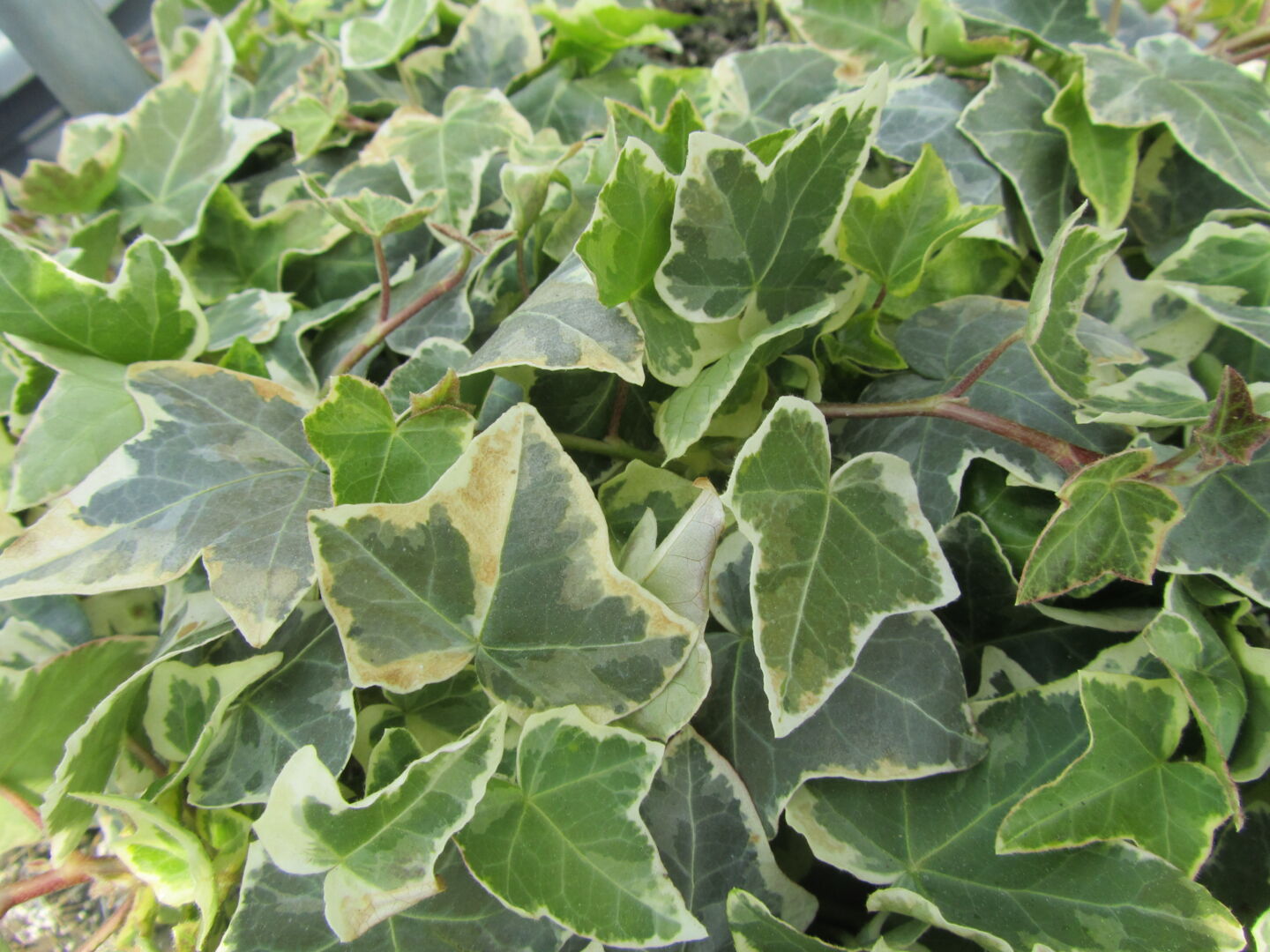 Hedera helix Eva