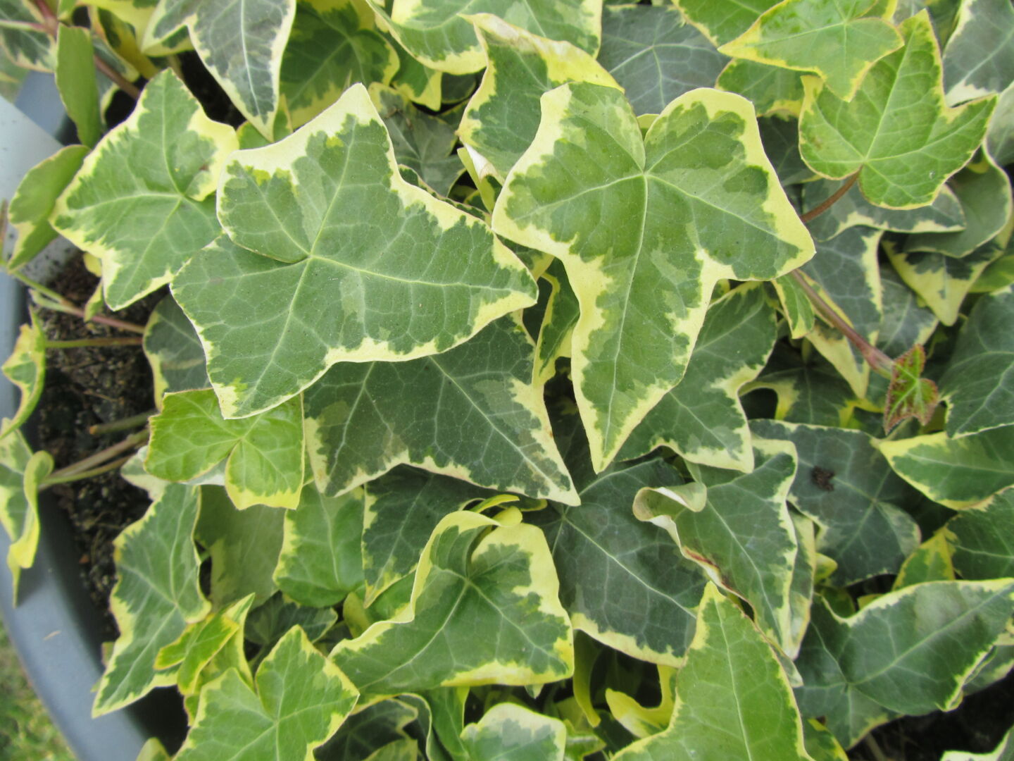 Hedera helix Golden Child