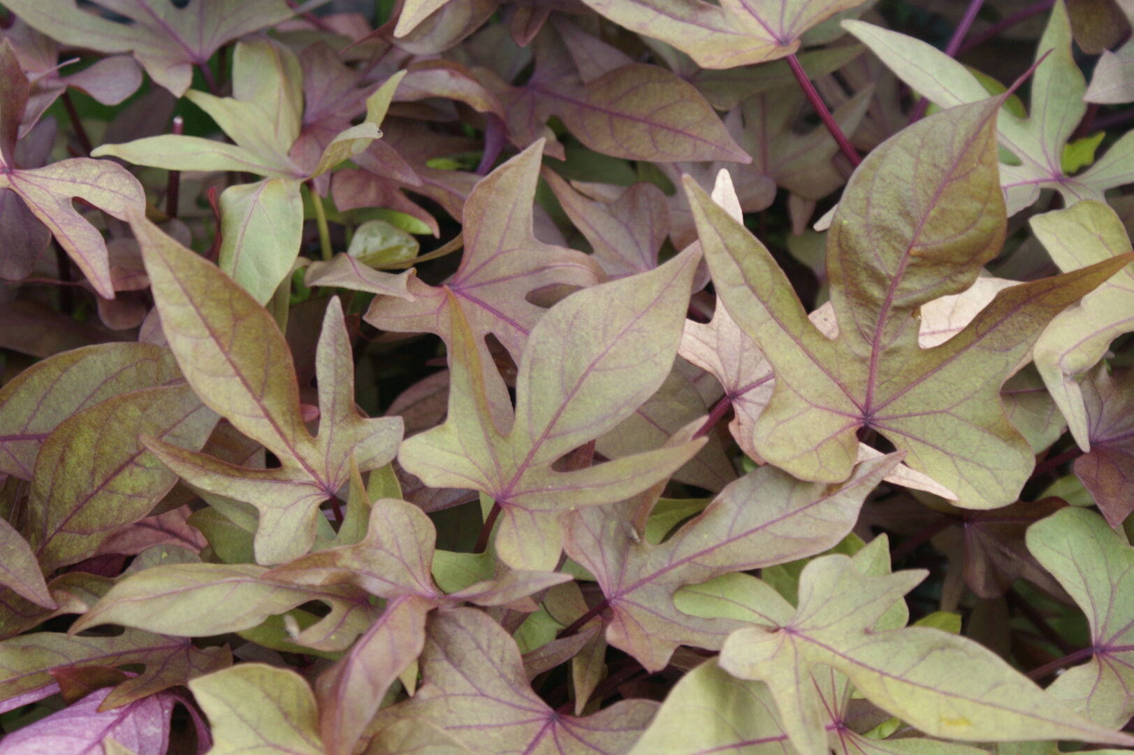 Ipomoea Bronze