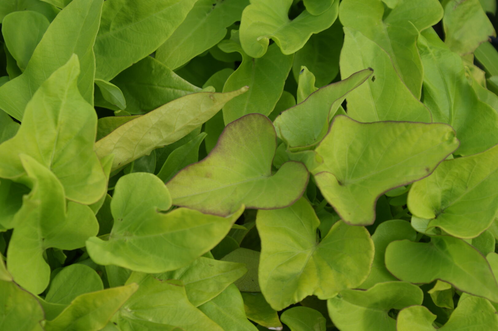 Ipomoea Yellow