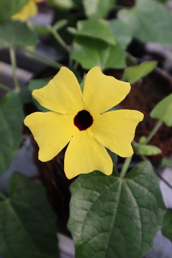 Thunbergia alata Sunny Susy® Yellow-Dark Eye