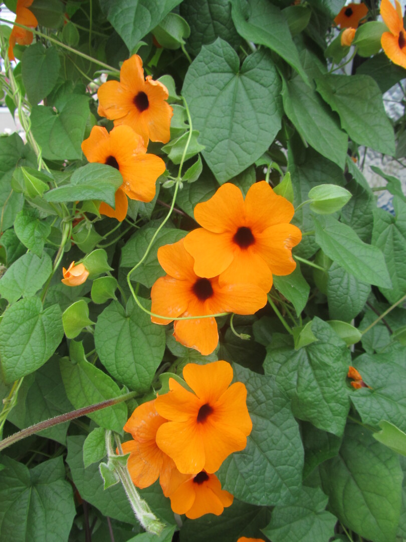 Thunbergia alata Sunny Susy® Red-Orange