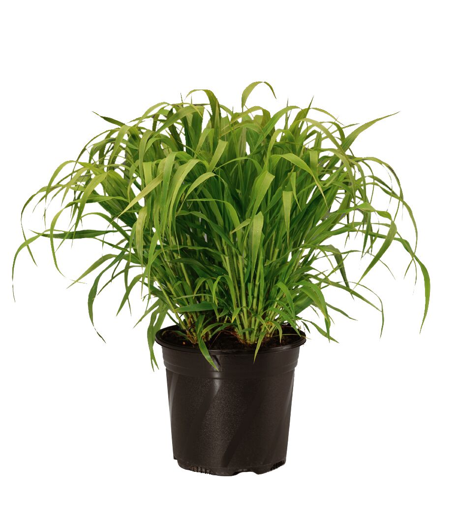 Panicum virgatum Goldfountain, Lännenhirssi