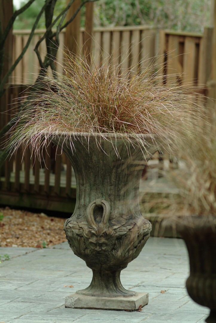 Stipa arundinacea Sirocco, Höyhenheinä