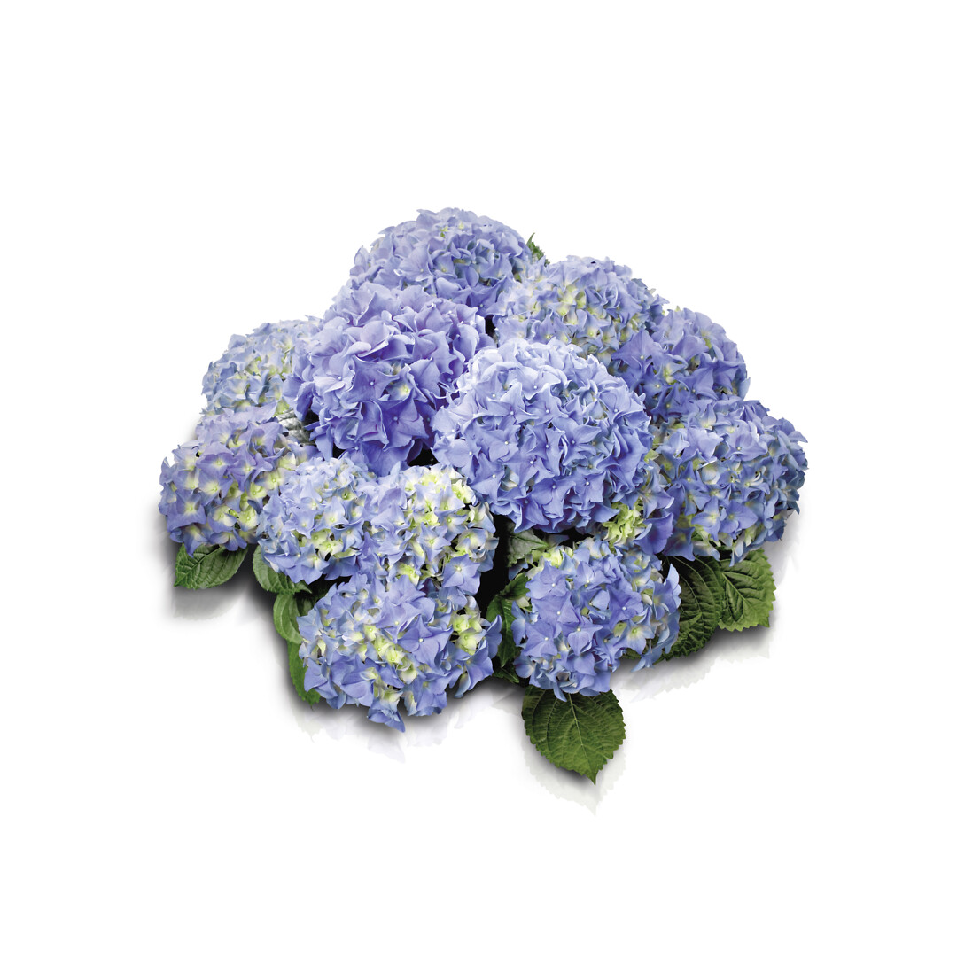Hydrangea macrophylla Early Blue