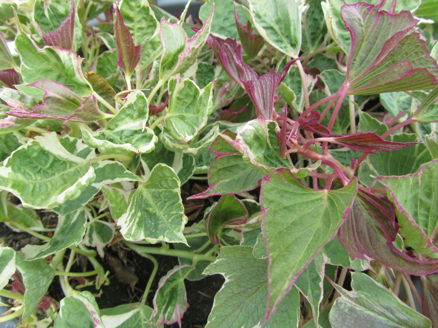 Ipomoea Colored Leafs