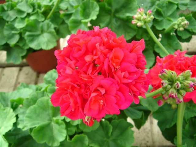 Pelargonium zonale Dronning Margrethe