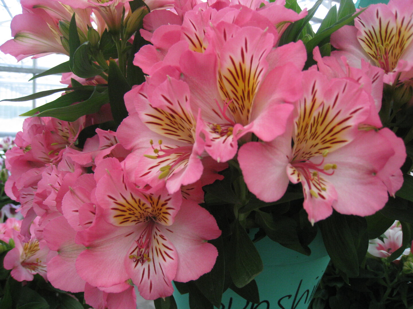 Alstroemeria hybrid Inticancha® Sunshine