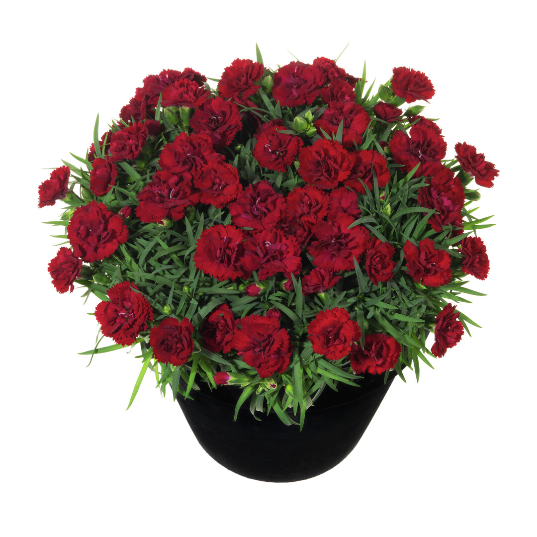 Dianthus caryophyllus Sunflor® Desire