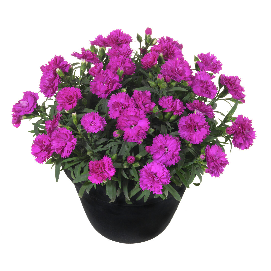 Dianthus caryophyllus Sunflor® Fygi