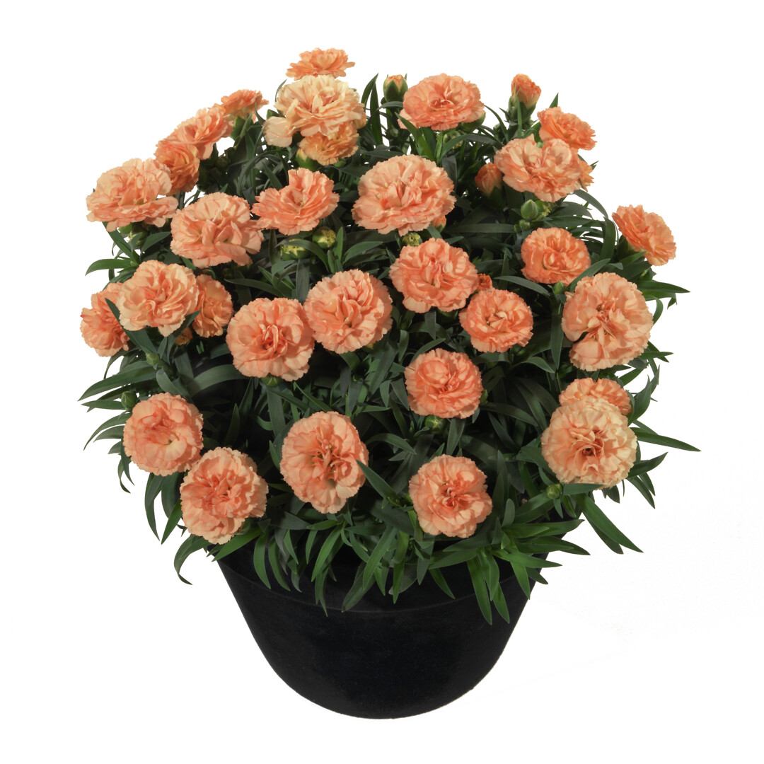 Dianthus caryophyllus Sunflor® Luigi