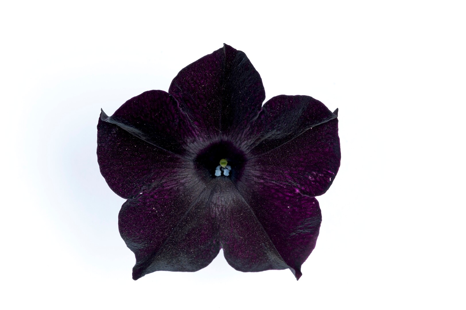 Petunia hybrid Fun House Black Ray