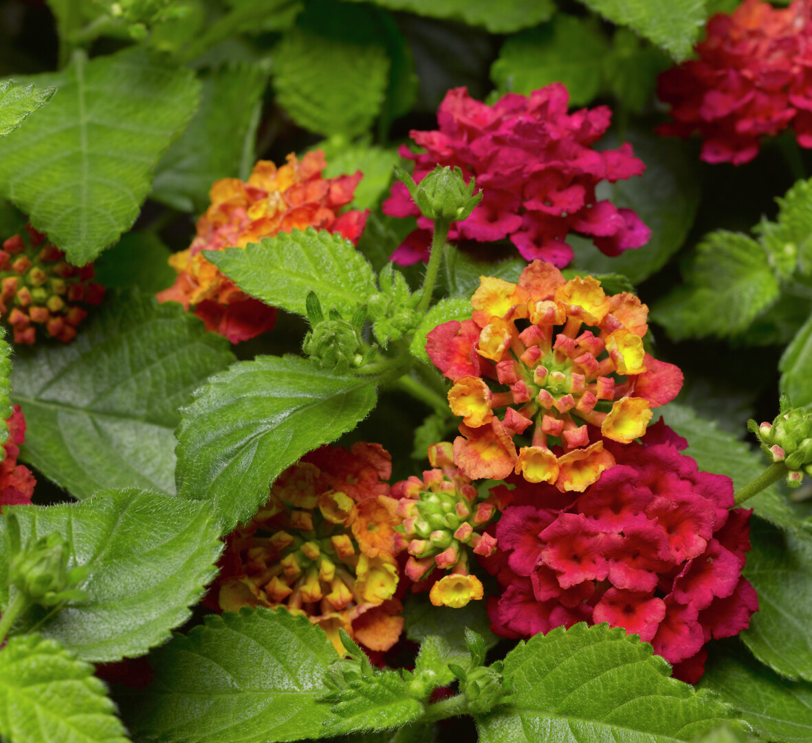 Lantana camara Bandana® Cherry