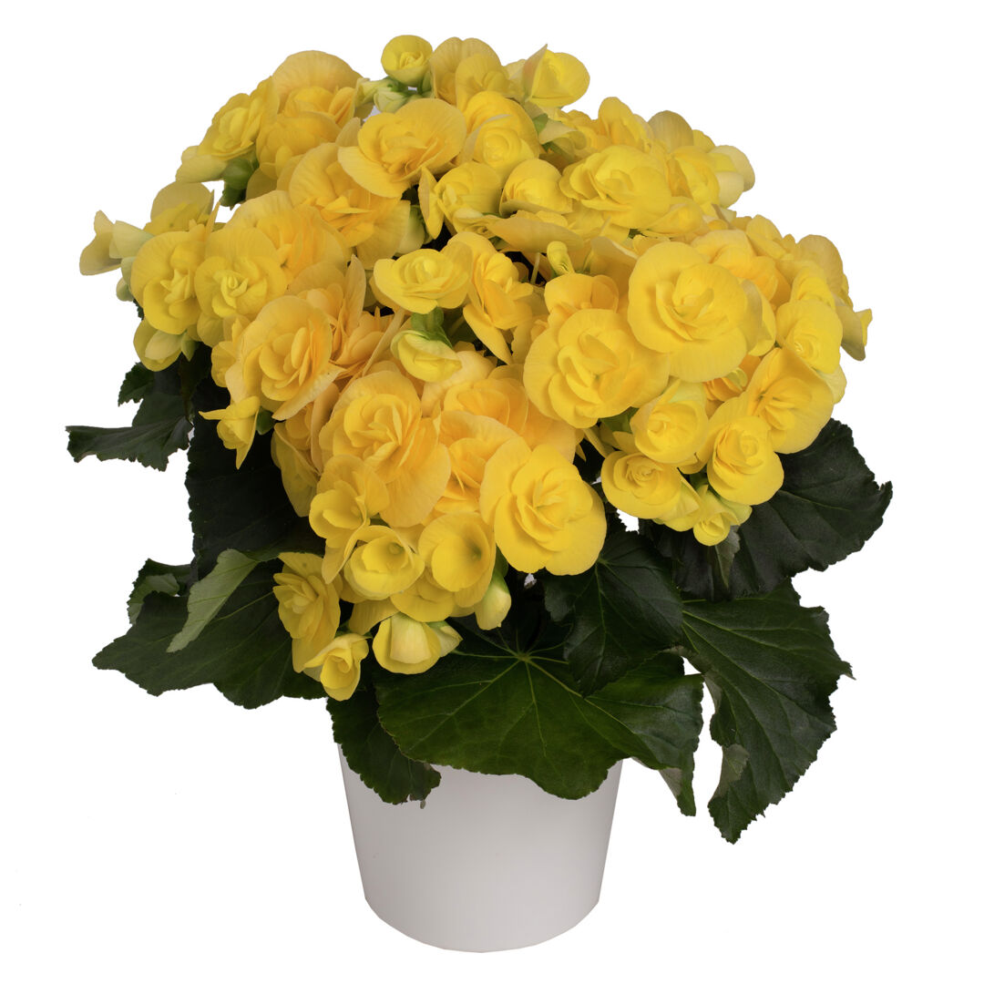 Begonia elatior Rebecca®