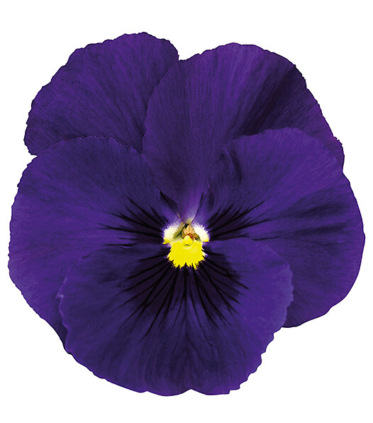Viola wittrockiana Delta® Deep Blue