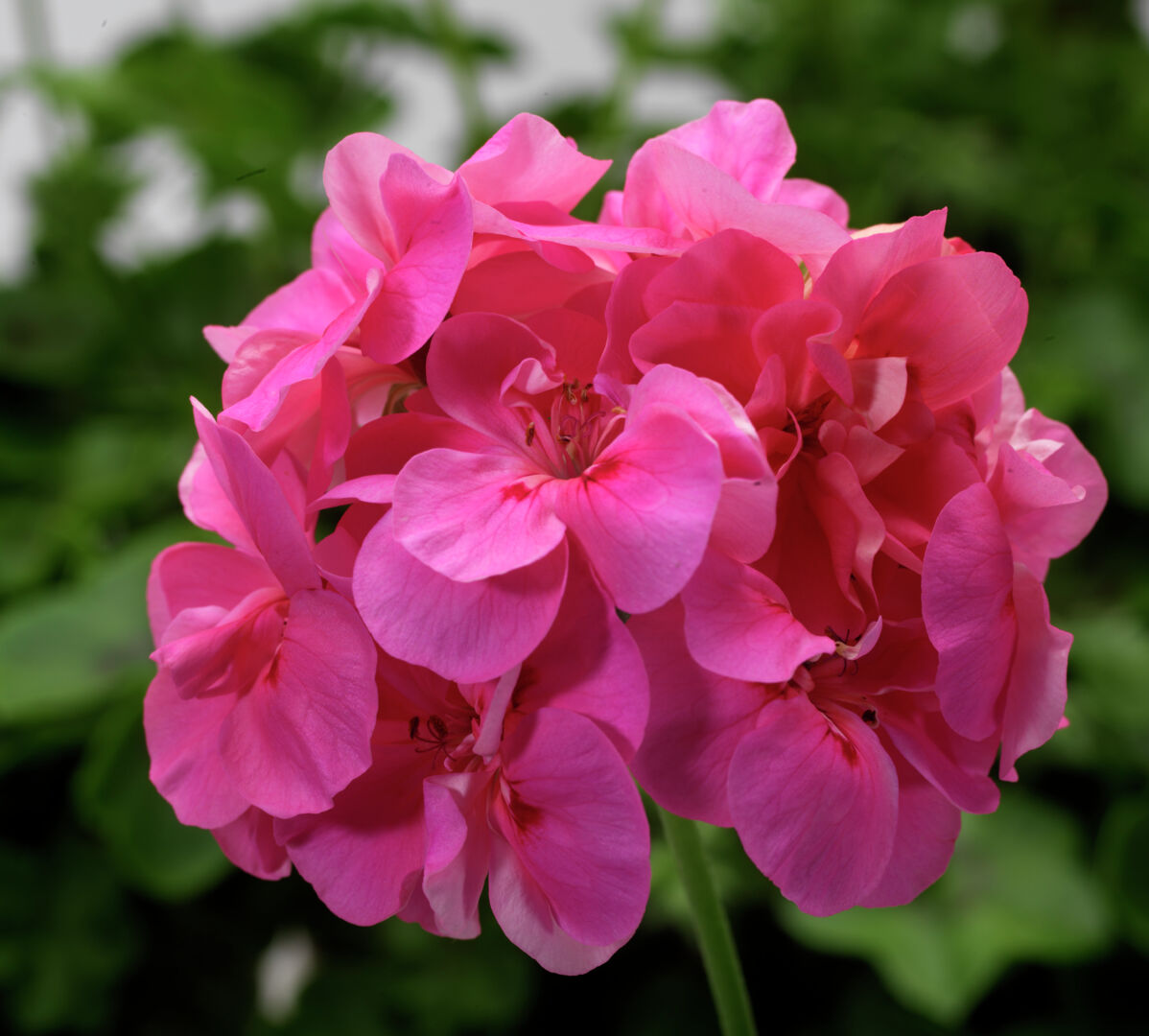 Pelargonium peltatum Temprano Pink