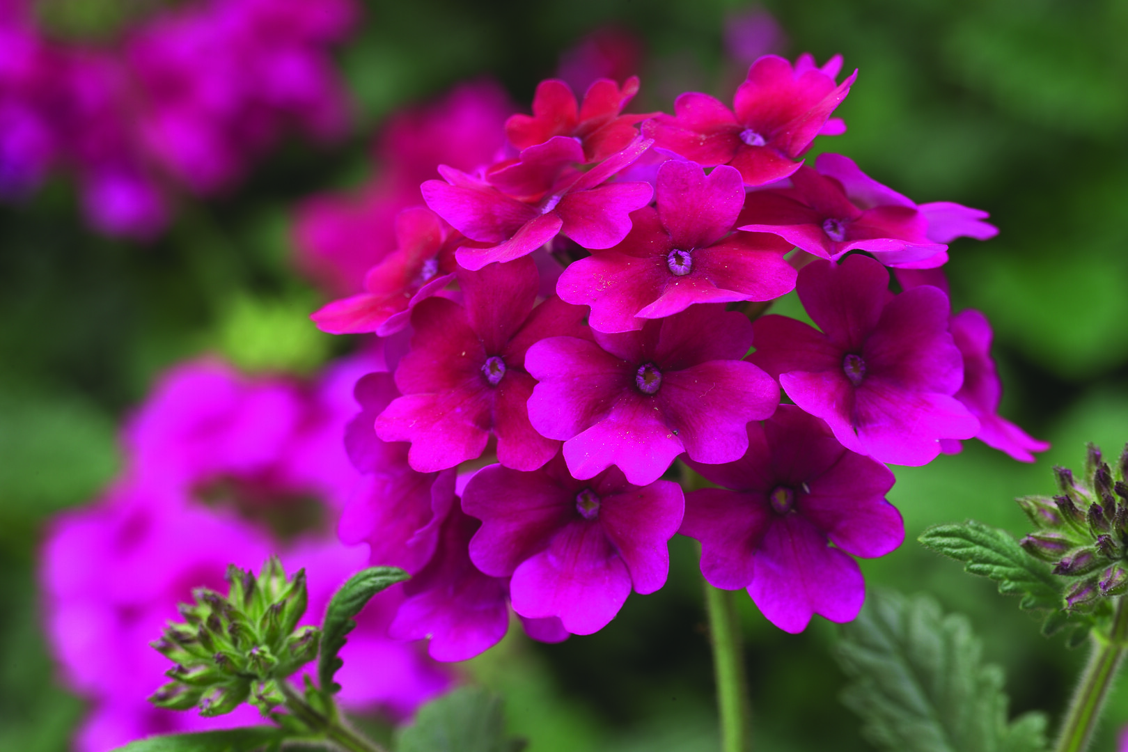 Verbena hybrida Lanai® Raspberry