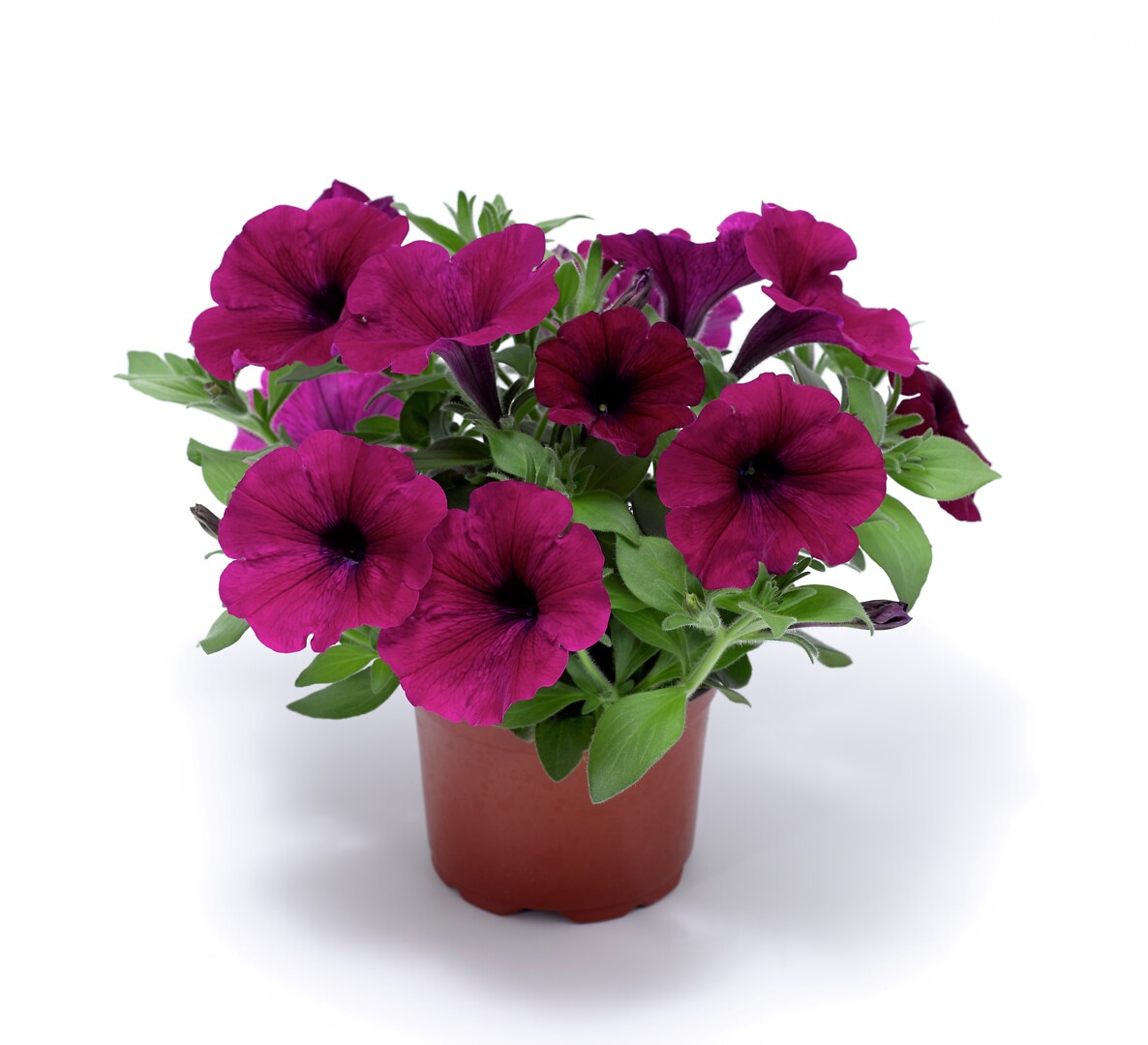 Petunia hybrid Sanguna® Purple