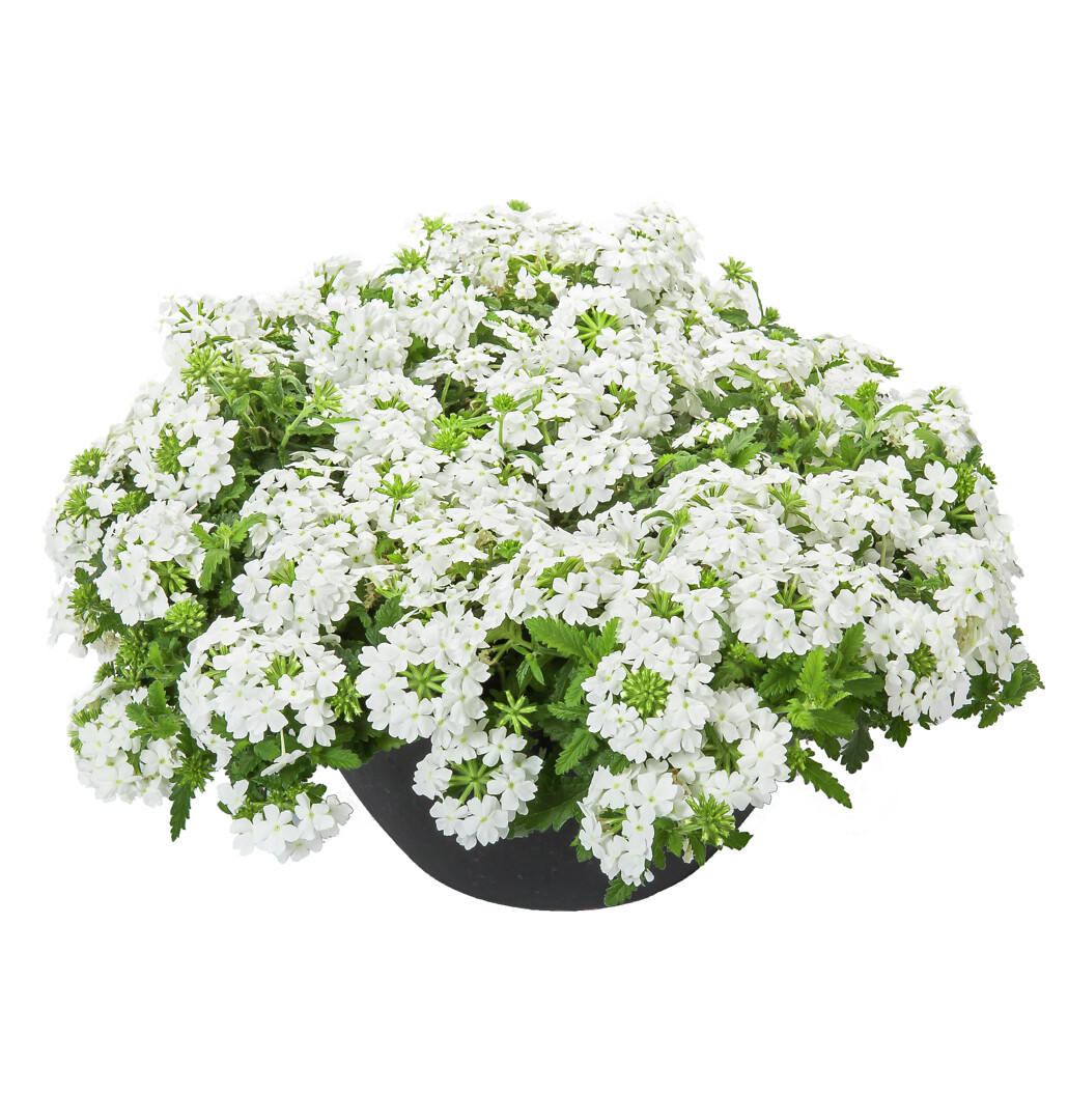 Verbena hybrida Lanai® White Imp