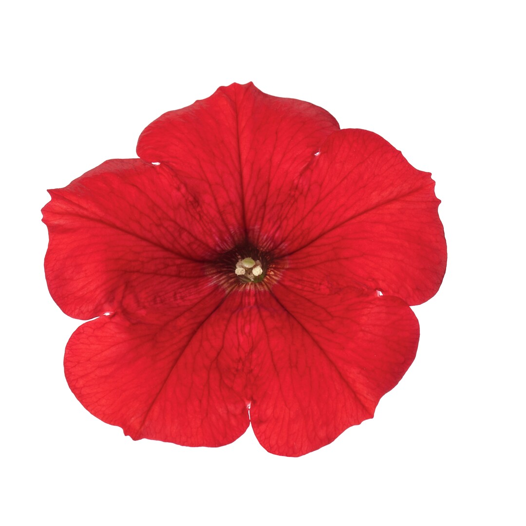 Petunia hybrid Sanguna® Red