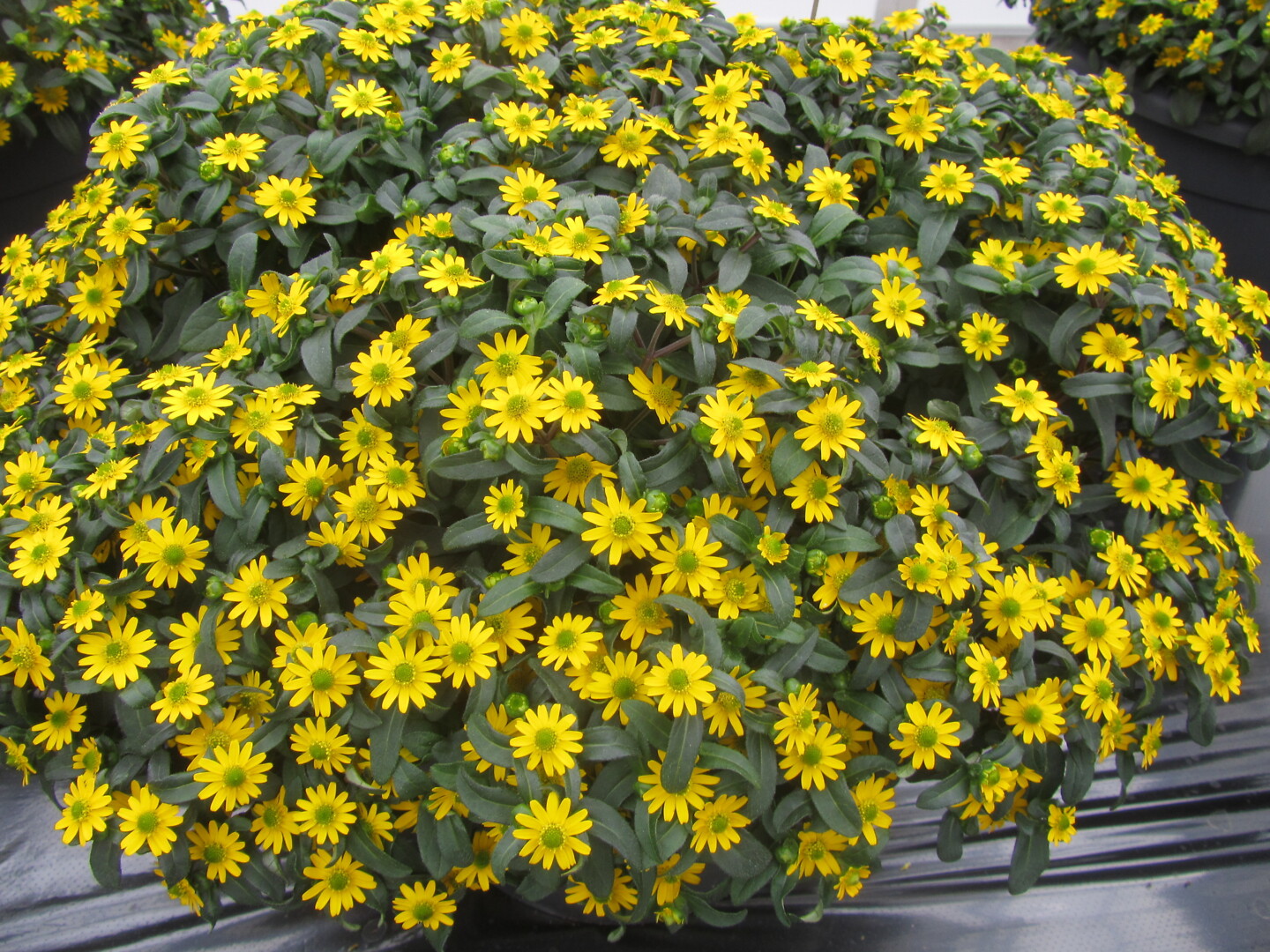 Sanvitalia procumbens Cuzco® Compact Imp