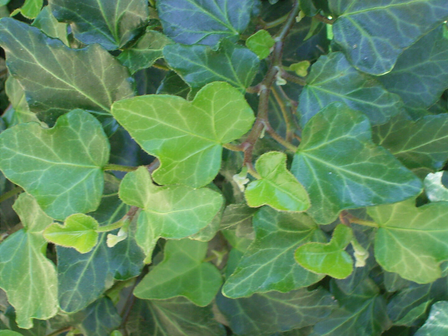 Hedera helix Green Wonder