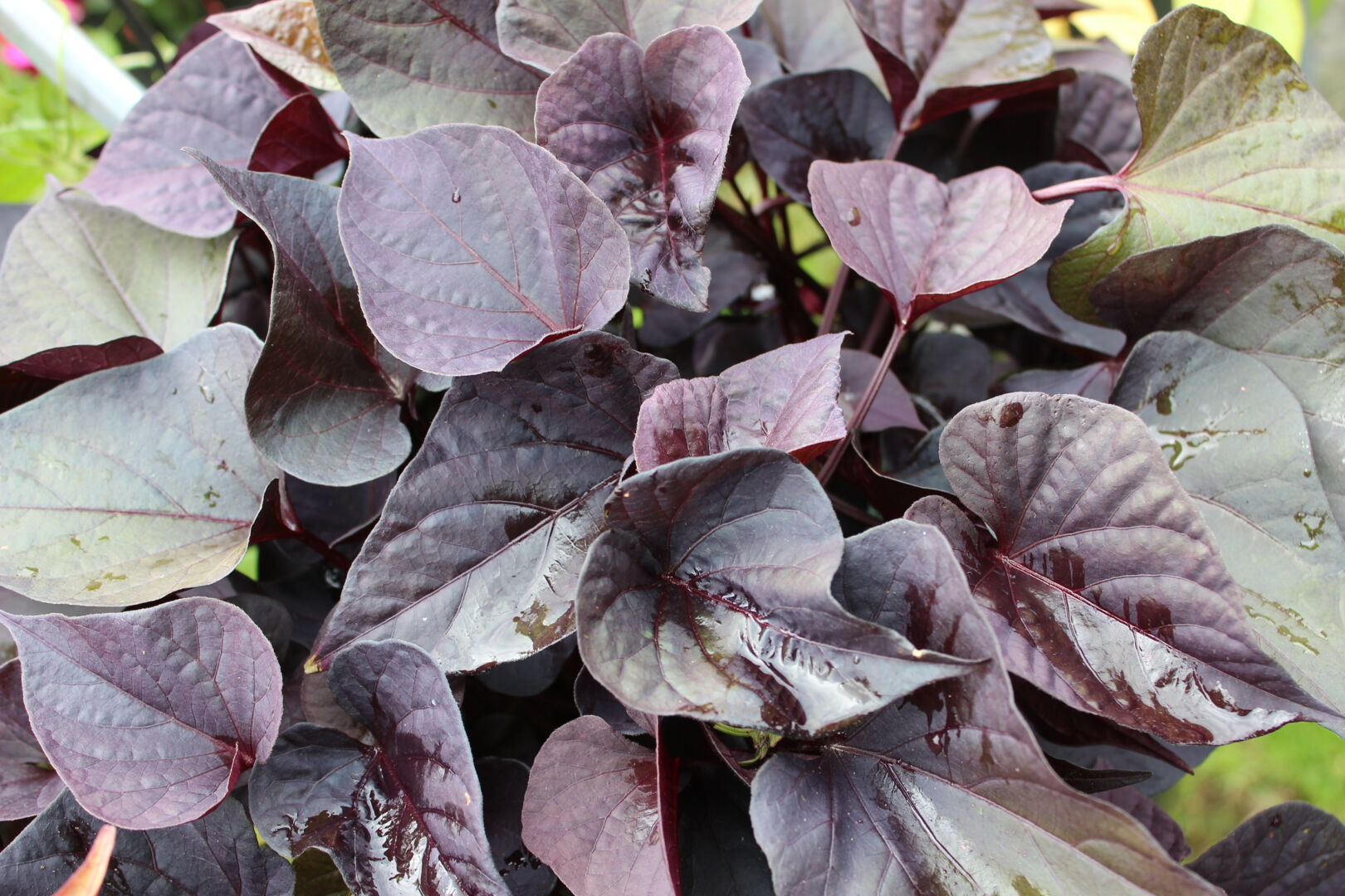 Ipomoea Black Heart