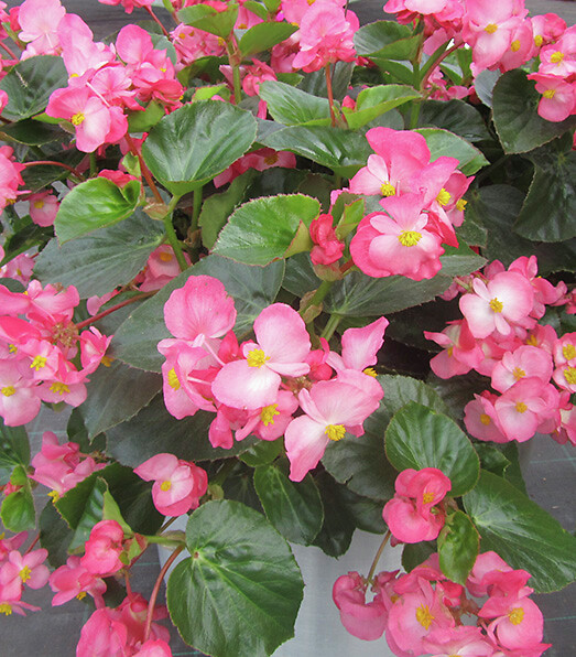 Begonia semperflorens Big Green Leaf Pink