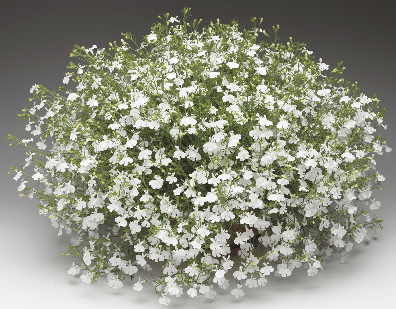 Lobelia erinus Laguna® Trailing White