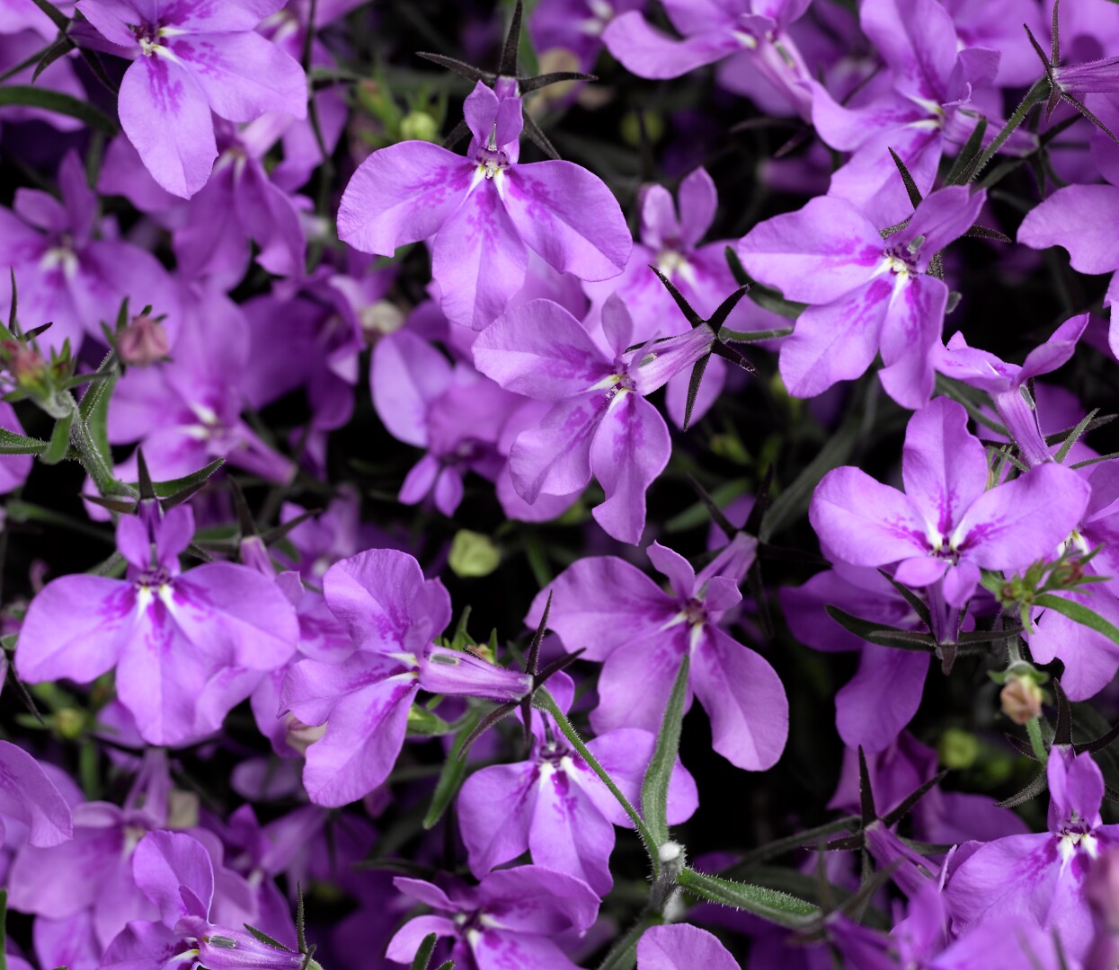 Lobelia erinus Techno Up Purple