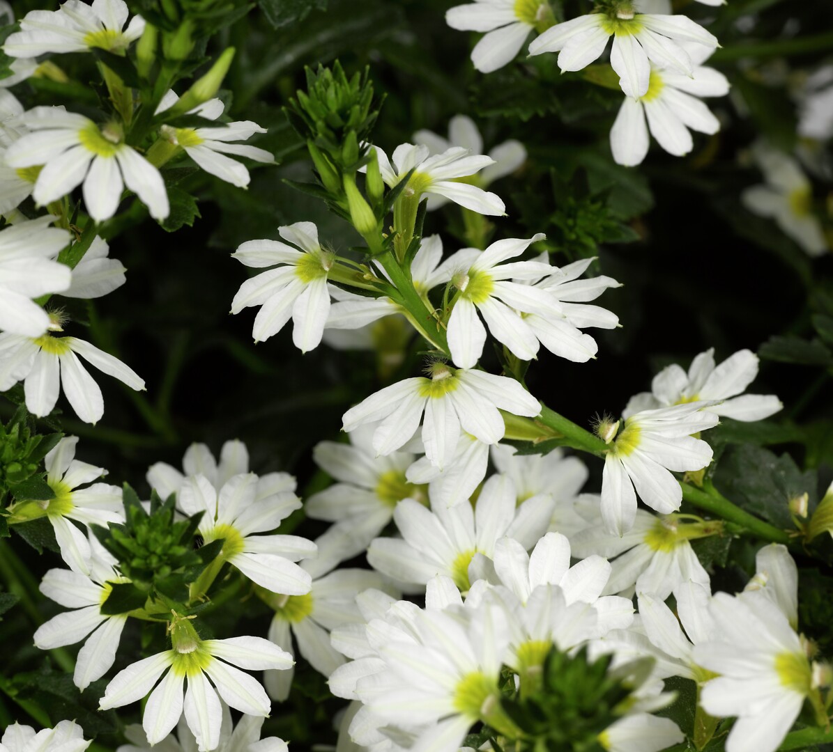 Scaevola aemula Whirlwind Early Compact White