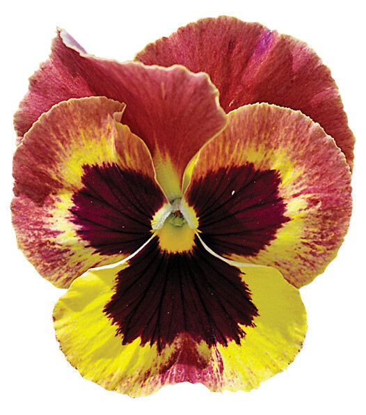 Viola wittrockiana Select Sangria Punch
