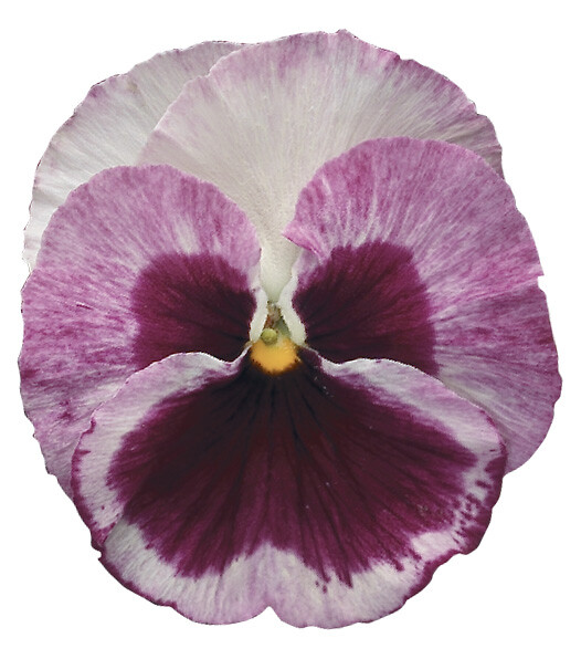 Viola wittrockiana Select Strawberry Cream