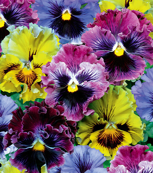 Viola wittrockiana Frizzle Sizzle Formula Mix