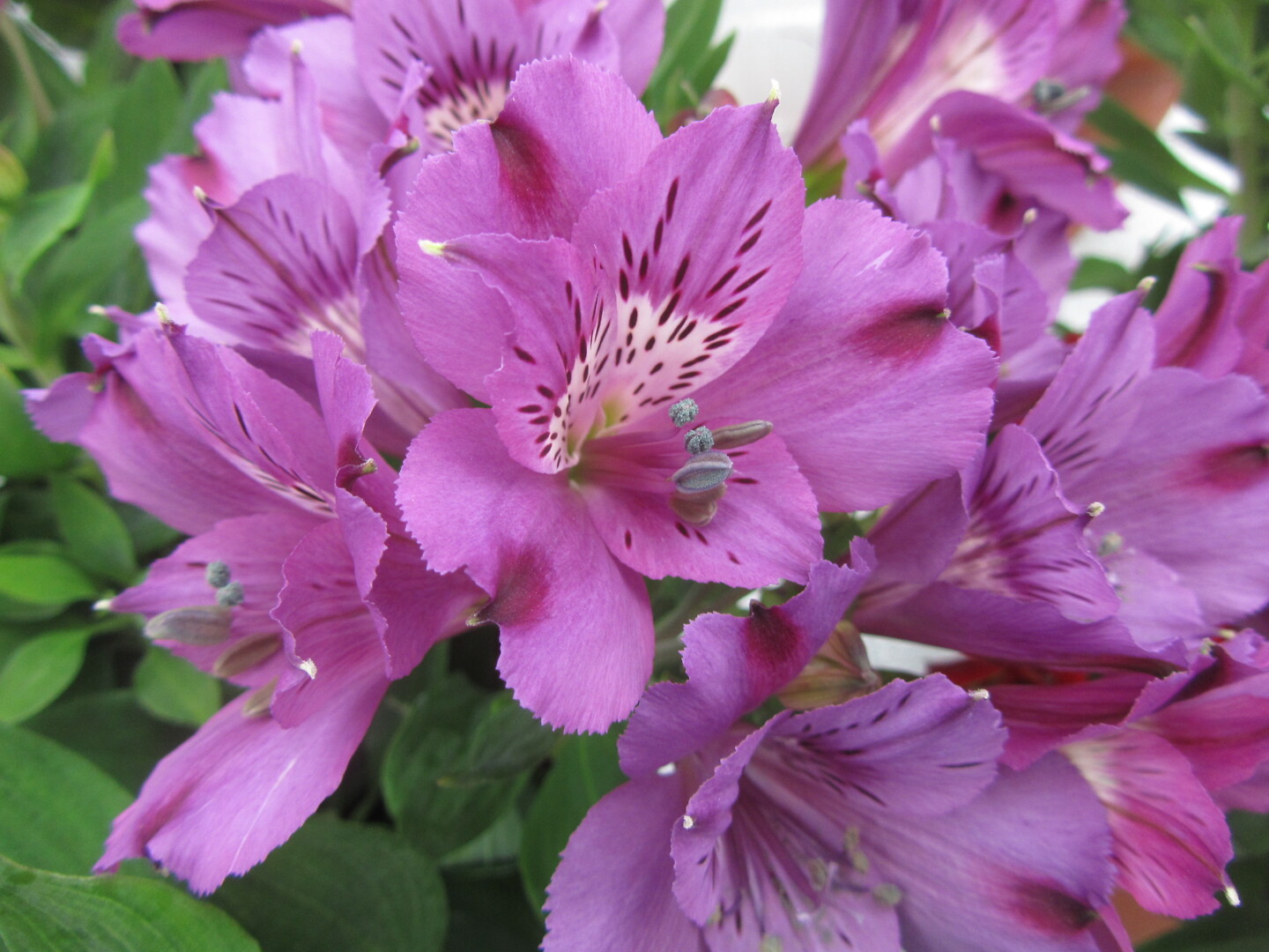 Alstroemeria hybrid Inticancha® Indigo