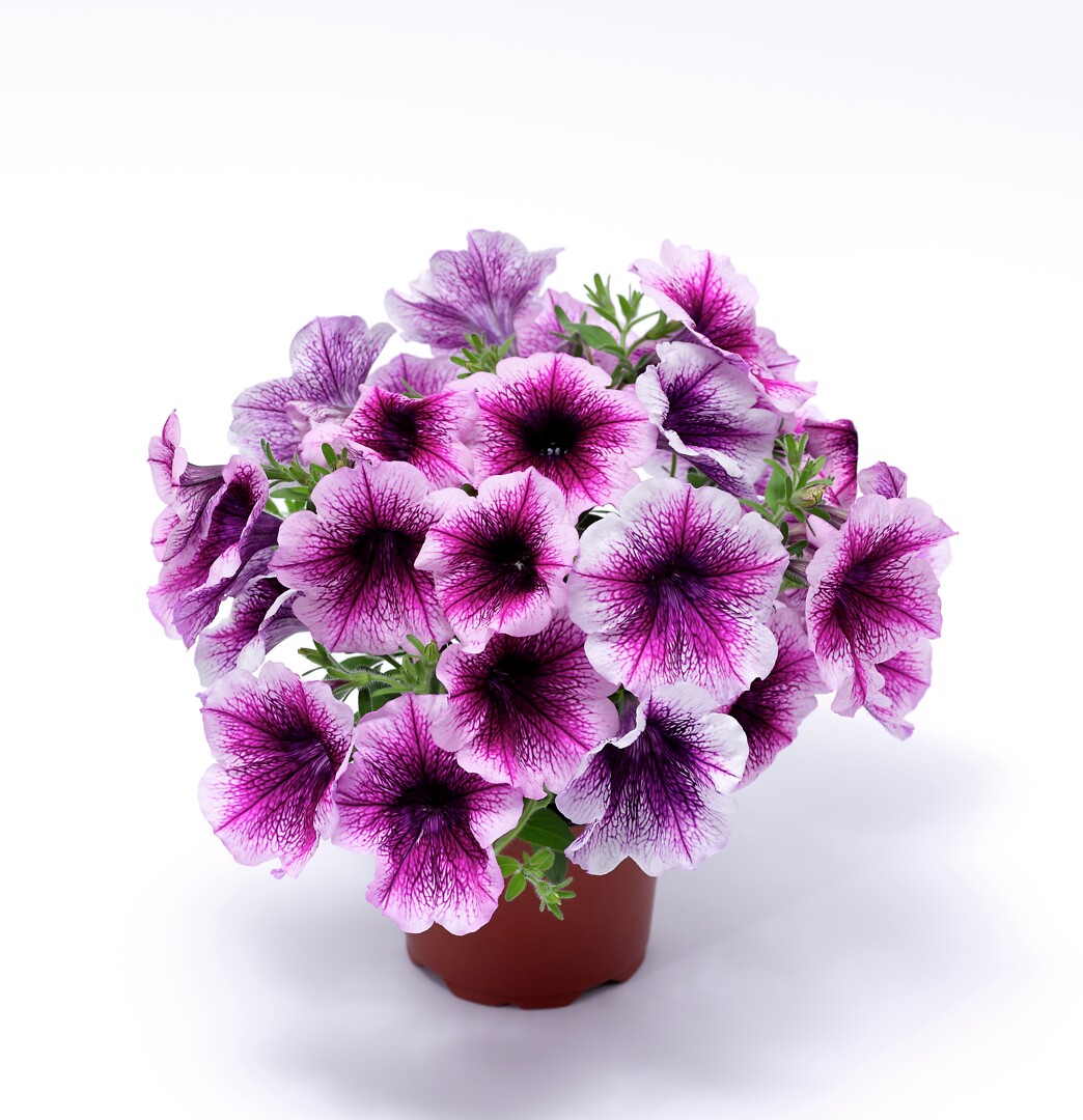 Petunia hybrid Sanguna® Rose Vein