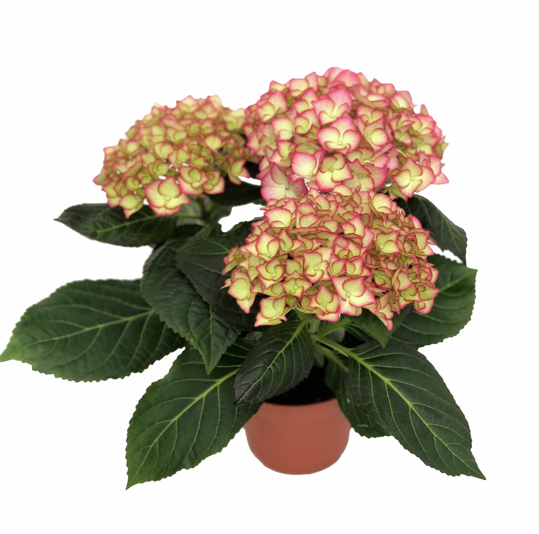 Hydrangea macrophylla Grafin Cosel