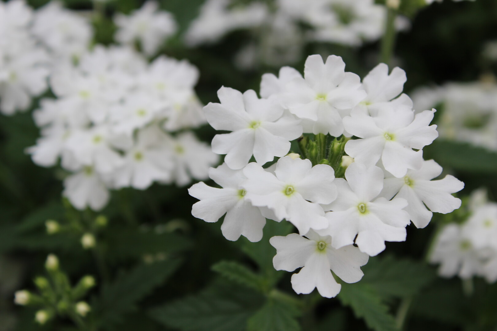 Verbena hybrida Lanai® Up White