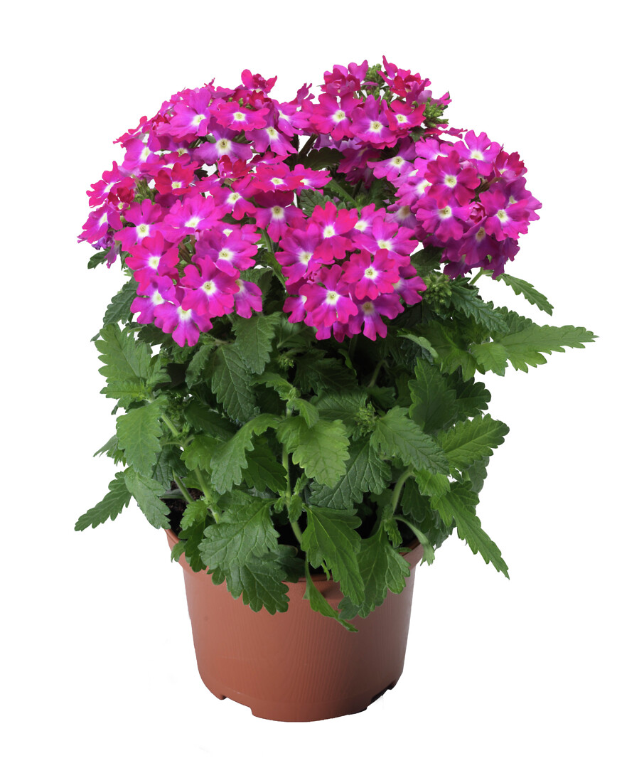 Verbena hybrida Lanai® Up Rose with Eye
