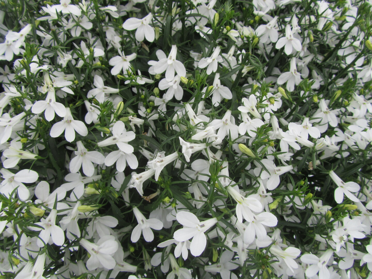 Lobelia erinus Techno Up White