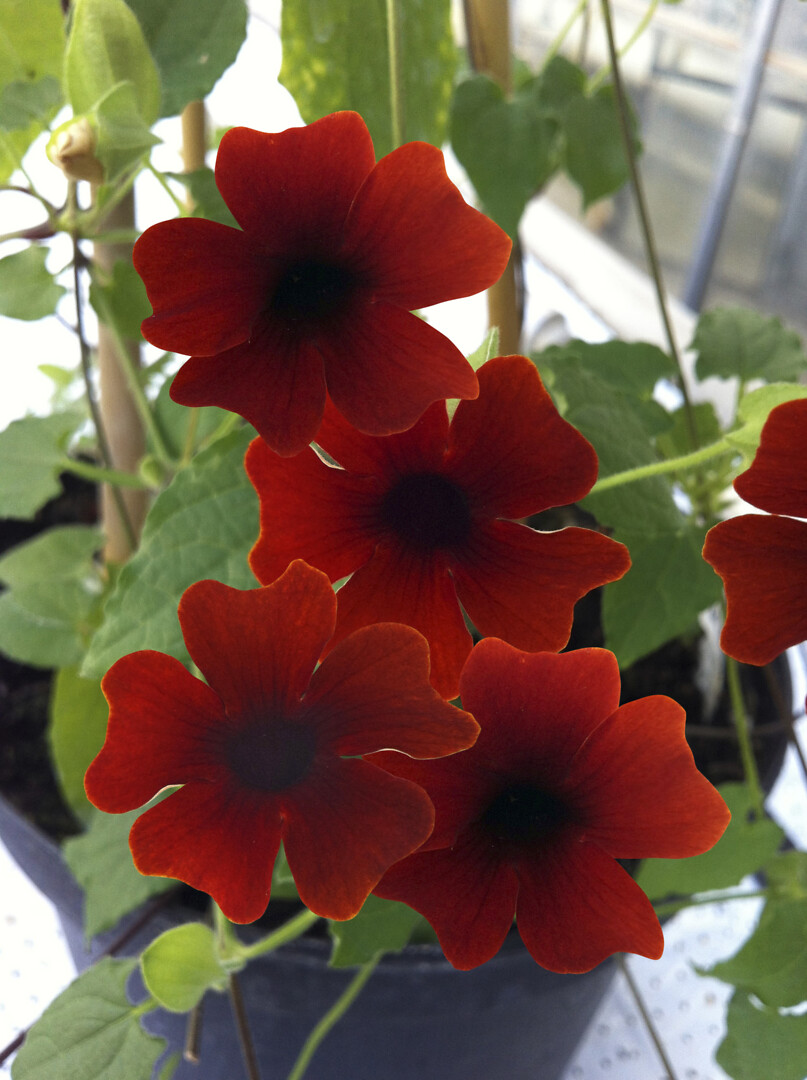 Thunbergia alata Sunny Susy® Brownie